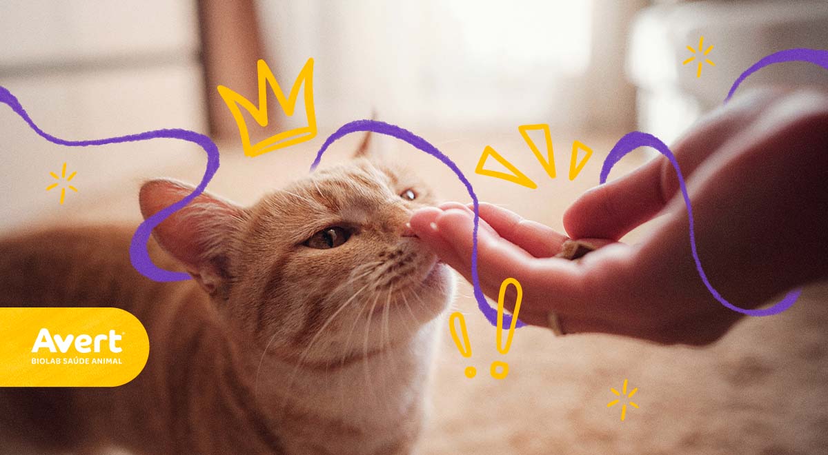Por que meu gato precisa de uma caixa de areia?